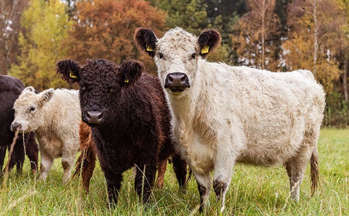 Reservierungsgebühr: Richtig gutes Fleisch